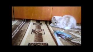 Carolina, 3.1months. Купить котёнка мейн кун Видео