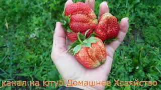 Земляника в СИБИРИ//СЛОНЕНОК И ЗЕФИР
