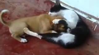 Cat feeding puppy ?