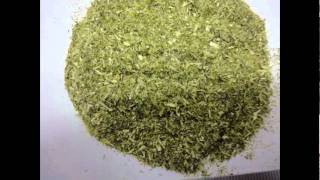 大麦若葉粉砕試験　T.K マイコロイダー　微粉砕機　｜食品機械NET