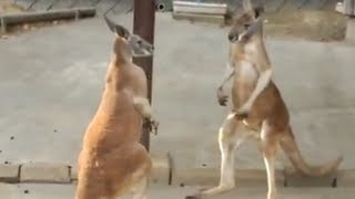 Red kangaroo fights.アカカンガルーのけんか。