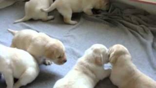 Cachorros Labrador con Pedigree - CACHITOS
