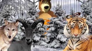 Мультфильм Маша и Медведь. Про Козла Тимура и Тигра Амура