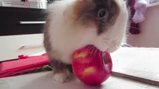КРОЛИК БАФФИ КУШАЕТ ЯБЛОЧКО ? Cute Rabbit bunny eating a apple (funny video)