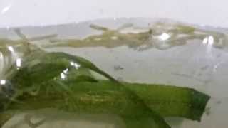 Аулофорус (Aulophorus furcatus)???