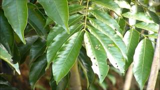 Pulasan plant - Nephelium mutabile
