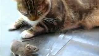 Мышь гоняет кота!