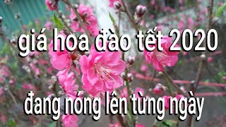 Giá hoa đào tết 2020 tại văn giang hưng yên nhộn nhịp ngày cuối năm
