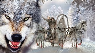 Волки съели 120 человек. В это трудно поверить...