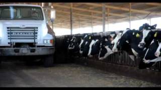Ruann and Maddox Dairy