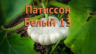 Патиссон белый Белый 13 (belyy 13) ? патиссон Белый 13 обзор: как сажать семена патиссона Белый 13