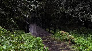 BEST Rain Sounds for Insomnia, ASMR Sleep, Relaxing, Stress | Soothing Rainy Day Walk (White Noise)