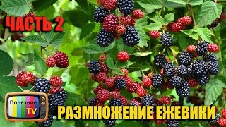 ЕЖЕВИКА РАЗМНОЖЕНИЕ САМЫЙ ЛЕГКИЙ И 100% СПОСОБ ЧАСТЬ 2