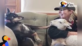 JEALOUS Dog Wants ALL Her Mom's Attention | The Dodo