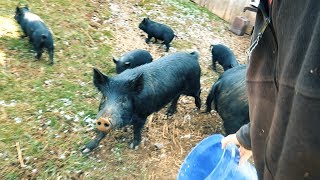 ESCAPED Pigs Gave Me This BRILLIANT Idea!
