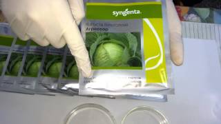 Антифейк. Часть 35. Семена капусты Агрессор от компании Syngenta