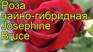 Роза чайно-гибридная Жозефина Брюс. Краткий обзор, описание характеристик Josephine Bruce