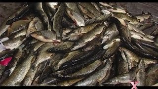 Подводная охота  Чемпионат России в Самаре / Люди ИКС