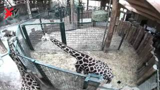 Giraffengeburt im Zoo Magdeburg