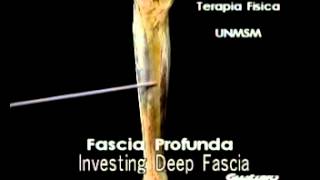 FASCIA PROFUNDA DE INVERSION
