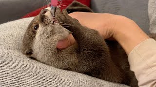 バブ飲みするカワウソ Otter drinking water like a baby