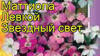 Левкой Звездный свет. Краткий обзор, описание характеристик, где купить семена matthiola bicornis