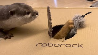 カワウソさくら ロボット掃除機に張り合おうとするカワウソ猫 Otter and cat playing with robot vacuum