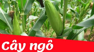 Dạy bé học nhận biết cây ngô | Dạy trẻ thông minh sớm