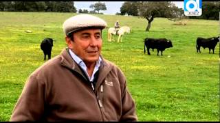 La Ganadería de Hijos de D. Celestino Cuadri