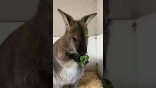 Pocket the Wallaby Crunching on Some Greens - Cincinnati Zoo #shorts