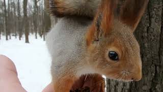 Опять незнакомая белка / An unfamiliar squirrel again