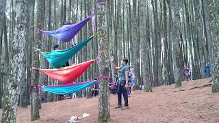 Cara naik Hammock bertingkat, hutan Pinus Mangunan, Yogyakarta