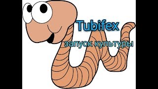 Tubifex Трубочник запуск культуры.