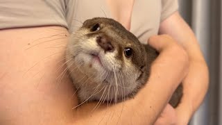 お尻叩かれたいカワウソがカーテンに隠れた猫に突撃する！ Otter charges at cat hiding behind curtains!