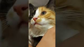 киска малышка играет. охота.кошка мура. трехцветная редкий зверек