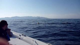 dolphins dolfins