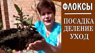 Флоксы многолетние Посадка размножение уход