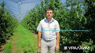 Опыт внесения удобрений по технологии Уралхим на яблоневых садах Агрофирмы ЭкваторАгро
