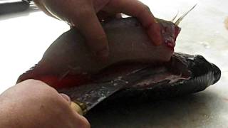 How to fillet a tilapia 001
