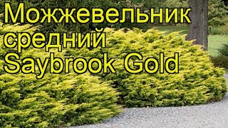 Можжевельник средний Сайбрук Голд. Краткий обзор, описание juniperus media Saybrook Gold