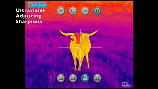 Bering Optics Hogster-R video of Texas Cattle at various distances