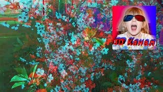 Анаглиф 3D видеоролик. Цветущая вишня