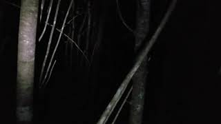 Bigfoot Hotspot: Lost in the Dark