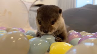 ボールプールに飛び込むカワウソが無邪気可愛過ぎるし、猫はスナイパーになる Ball pool and otter and cat