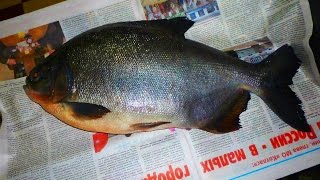 Огромные пираньи появились в реках под Архангельском