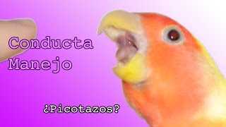 ¿Te pica tu agapornis? Te invito a reflexionar que estás haciendo mal