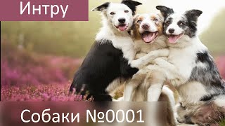 Собаки Рубрика о Собаке её Ошейнике Поводке Будке Видео о собаках