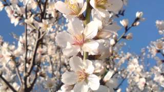 ♥ Les Belles Fleurs du Printemps ♥
