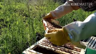 Развитие пчелопакета карники 5 осмотр добавление корпуса.