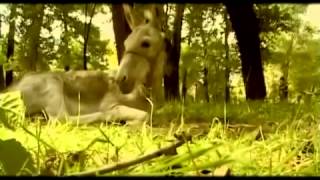 Известные люди Луций Апулей Док фильм